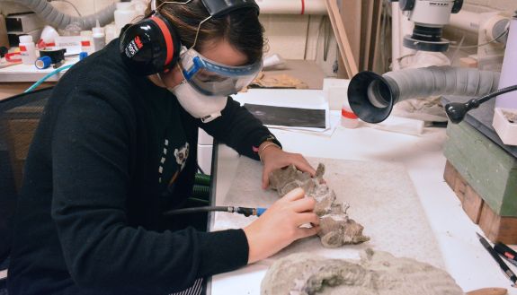 A worker cleaning a fossil.