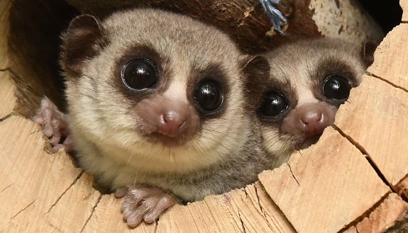 A hamster-sized primate from Madagascar, the fat-tailed dwarf lemur can turn back the aging clock during its annual hibernation season, according to markers of cellular aging called telomeres. Credit: David Haring, Duke Lemur Center