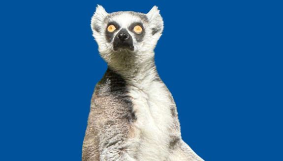 Ringtail lemur on blue background