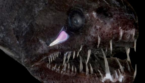 The threadfin dragonfish lives more than two miles deep in the eastern Atlantic. Photo by Sonke Johnson