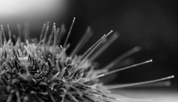 white sea urchin