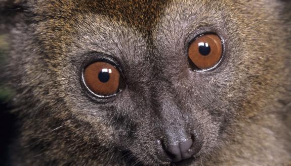 Bamboo lemur populations may have shrunk by half over the last two decades, a study has shown. Photo by David Haring, Duke Lemur Center