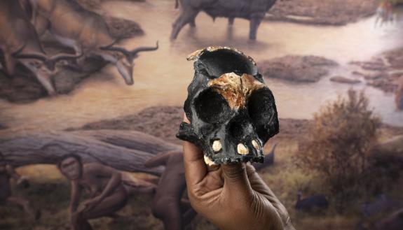 Based on the small size of Leti’s skull and on the combination of baby teeth and unerupted adult teeth, researchers estimate that the Homo naledi child would have been 4-6 years old.