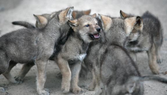 Scientists have debated for decades how dogs got so good at reading people. New research comparing dog puppies to human-reared wolf pups offers some clues. Credit: www.wildlifesciencecenter.org Roberta Ryan