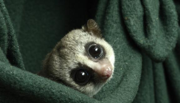 The fat-tailed dwarf lemur is our closest hibernating relative. Researchers at the Duke Lemur Center have been changing up their care to more closely match the seasonal fluctuations they experience in the wild. Photo by David Haring.