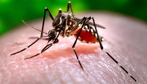 The Aedes aegypti mosquito, which can spread dengue fever, Zika virus and yellow fever. New research shows mosquitoes are able to “sniff out” trace amounts of insecticides using specialized receptors on their antennae. Photo by James Gathany, CDC