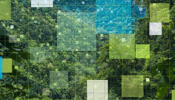 graphic showing a forest divided into visual research squares