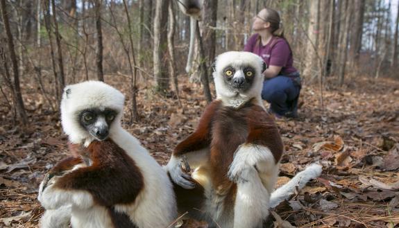 Lemurs sit on the leaves while visiting researcher Meredith Semel collects data behind them in 2020. Photo by Jared Lazarus, University Communications.