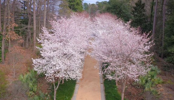 Cherry Allee in Duke Gardens