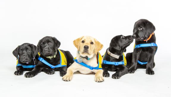 puppies at a class photo shoot at the Canine Cognition Center.