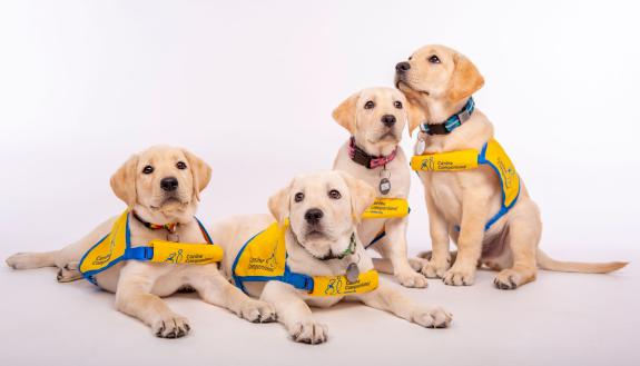 Madeline, Neely, Nancy and Maestro, The newest students in the Duke Puppy Kindergarten.