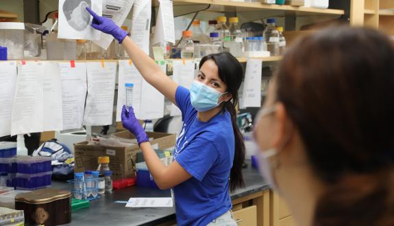 Graduate student Pia Rodriguez Salazar is back at work in Cagla Eroglu’s cell biology lab, but with some important differences. (Jim Rogalski)