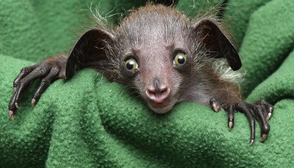 One-month-old baby Agatha during a weigh-in at the Duke Lemur Center. Photo by David Haring.
