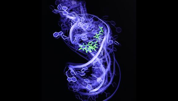 In a 3D illustration, a blue molecule is bound to a purple RNA molecule