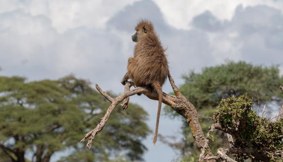 An Amboseli baboon in Kenya. A new study shows that chronic stress in female baboons leads to premature deaths. (Fernando Campos)