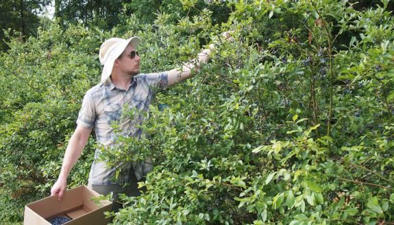 Andrew Lauber picking blueberries