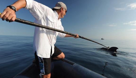 Andy Read attaches a Digital Acoustic Tag to a short-finned pilot whale about 35 miles east of Cape Hatteras to study the behavior and ecology of the deep-diving whales. Photo courtesy of Andy Read.