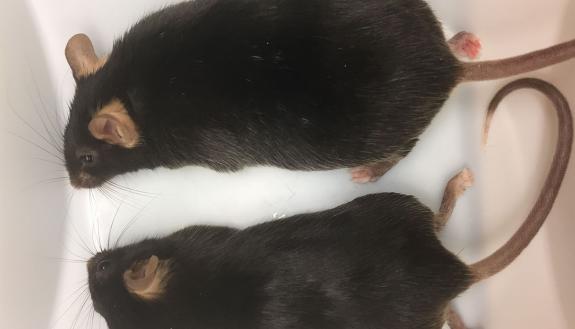 The heavyweight mouse on top lacks a gene for AnkyrinB. His sibling, below, has the gene and is normal weight.
