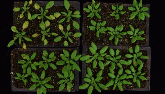Plants engineered to resist disease are able to fend off infection but suffer stunted growth (top left). By controlling how proteins are translated, scientists were able to bolster plant immunity without causing collateral damage (bottom, R). Guoyong Xu.