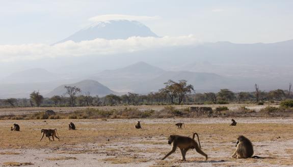 The vast majority of baboons in Kenya’s Amboseli basin carry genes from a closely related species, finds a new study in the journal Science. Credit: Arielle Fogel, Duke University.