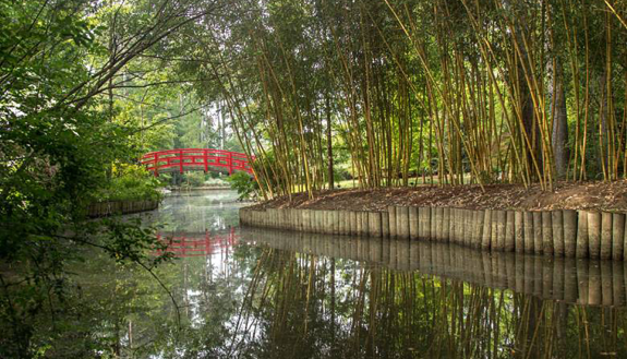 Asiatic. Arboretum in Duke Gardens