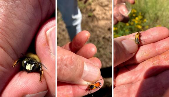 bees and bugs found on Duke Campus walk