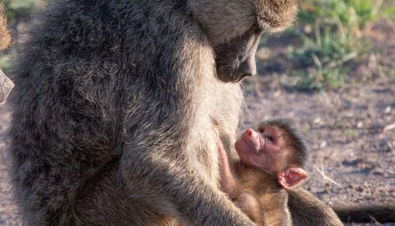 Young baboons and other primates born in the last four years of a female’s life have a greater risk of dying young. If they survive their mother’s death, their own children are also likely to suffer a premature death. (Fernando Campos)