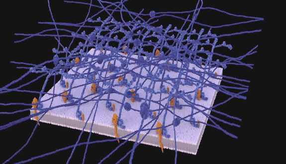 Protein molecules move within a stable scaffolding in the sheet-like mesh that surrounds and supports most animal tissues. By A. Kawska.