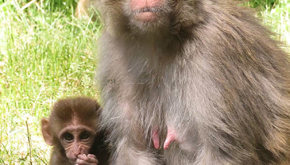 Rhesus monkeys move their eardrums too!