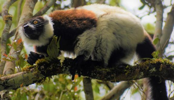 black and white ruffed lemur