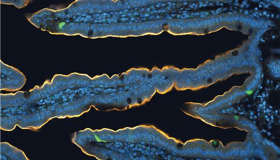 A section of mouse intestines shows in green the relatively scarce neuropod cells in the epithelium that are responsible for communicating conditions inside the gut to the nervous system outside. (Borhoquez Lab, Duke)