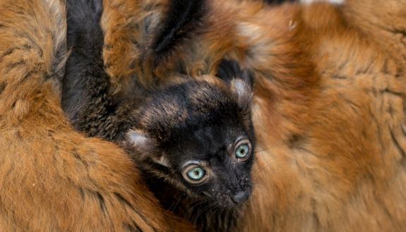 Tom Brady, the lemur