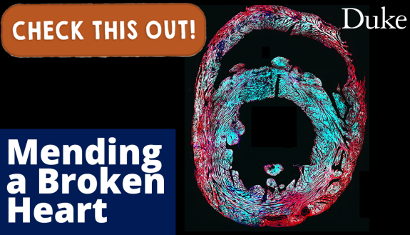 video on the biomedical pathway to mending a broken heart