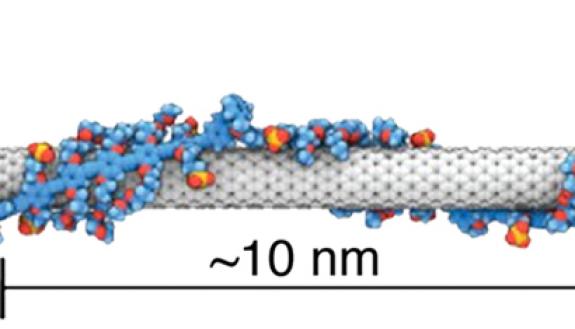 Three-in-one particles called trions — carrying charge, energy and spin — zoom through special polymer-wrapped carbon nanotubes at room temperature. Credit: Yusong Bai.