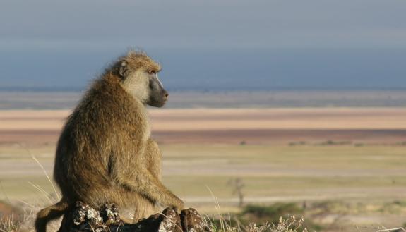 Some baboon males are prone to commit domestic violence when forced to move into a group with few fertile females, researchers find. Photo by Catherine Markham, Stony Brook University.