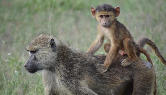 Whether this infant baboon survives to adulthood depends, in part, on events that happened to his mother long before his birth. A study of wild baboons finds that a mom’s childhood trauma can be passed to the next generation. Chelsea Weibel, Notre Dame. 