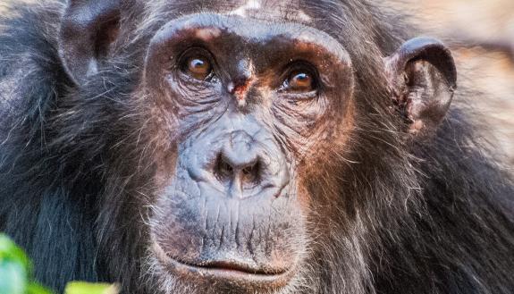 A low-ranking young female chimpanzee was wounded in a fight when she attempted to enter the female social hierarchy. Credit: Ian C. Gilby