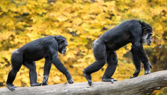 chimpanzees on a march