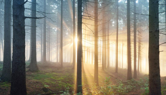Image of sun rising in a forest of pine trees.