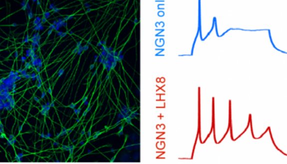 CRISPR-based activation of gene networks implicated in human stem cells becoming neuronal cells led to the generation of cells with neuronal shapes and markers (left) and enhanced function and electrophysiological properties, including producing more acti