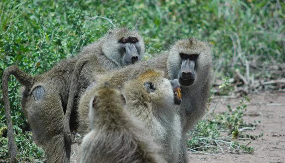 Teeth-baring, glaring confrontations are a normal part of being the boss male baboon. A new study shows that the guys at the top will age faster as a result of constantly having to defend their higher status. (Courtney L. Fitzpatrick)