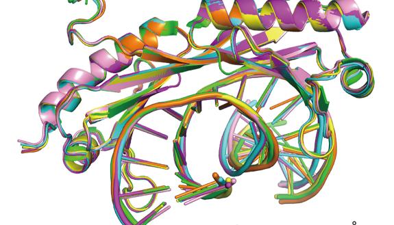 An overlay of six X-ray crystal structures of DNA shows that regular (Watson-Crick) and mismatched DNA are similarly bent by the transcription factor TBP. However, the mismatched DNA is highly preferred by the protein because it is easier to distort. 