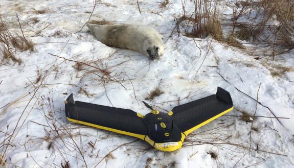 A seal explores a Duke drone used in the Arctic