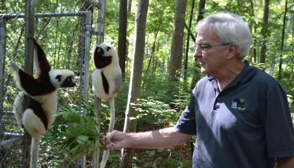David Haring feeds two sifaka lemurs sumac leaves. Photo by Jonathan Black.
