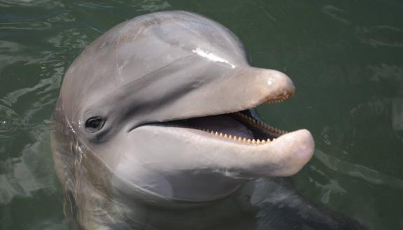 If you’ve never had a problem keeping lean and burning calories before, and now you’re gaining weight, you’re not alone. Dolphin metabolisms slow down with age, too. Credit: Dolphin Research Center, https://dolphins.org/