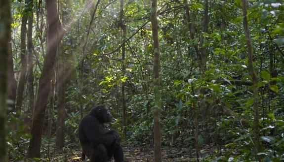 A chimpanzee researchers have named Duane watches the sunrise in Uganda. (Florian Moellers)