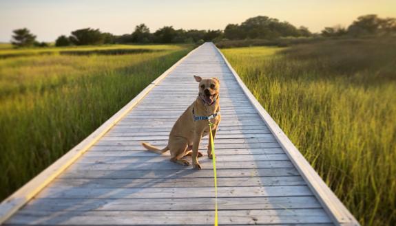 Andy Medlin shared an adorable photo of his dog, Jackson, at Fort Fisher State Recreation Area.