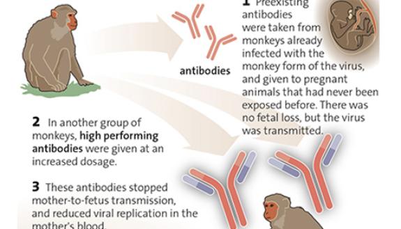 Steps toward a vaccine for an elusive virus