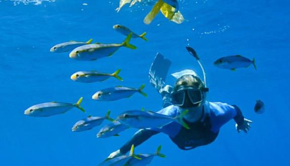 Dr. Tierney Thys snorkels with some aquatic research subjects. Photo credit: Tierney Thys.