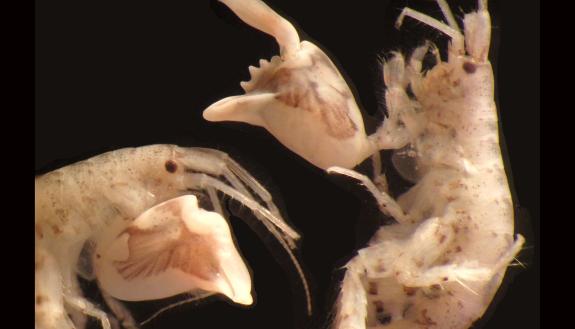 Just the size of a sunflower seed, the amphipod Dulichiella wields a giant claw that snaps shut 10,000 times faster than the blink of a human eye. (Tomonari Kaji)